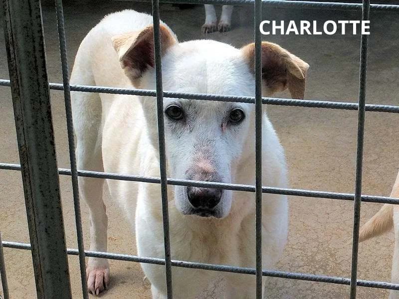 CHARLOTTE, Mixed Breed (ACL ODV Roma)