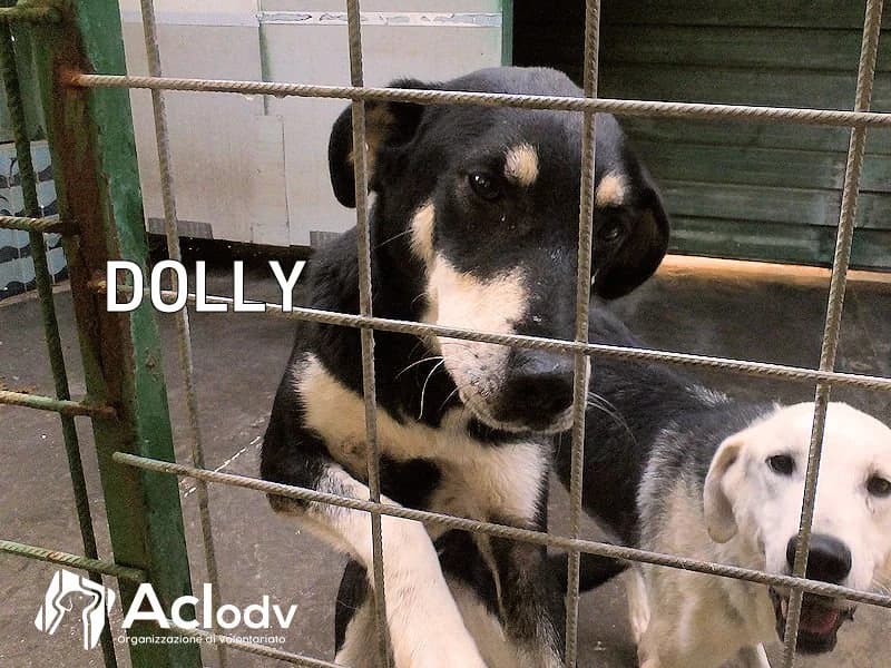 DOLLY, Mixed Breed (ACL ODV Roma)