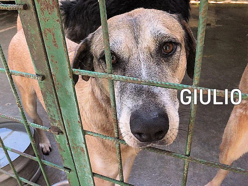 GIULIO, Mixed Breed (ACL ODV Roma)