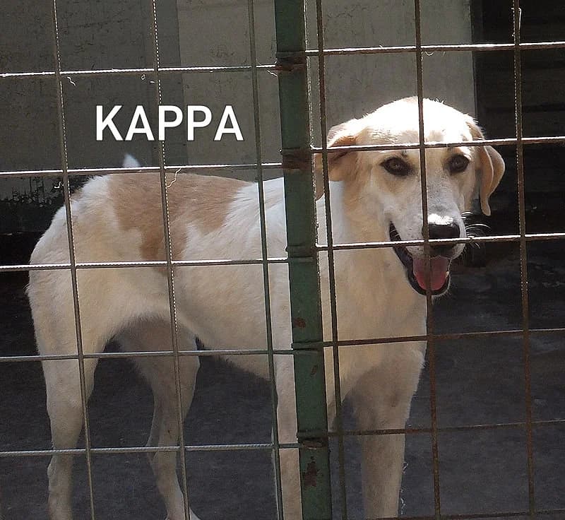KAPPA, Mixed Breed (ACL ODV Roma)