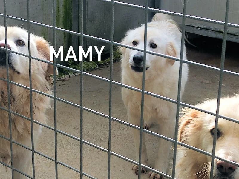 MAMY, Mixed Breed (ACL ODV Roma)