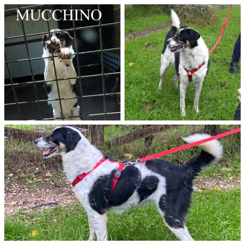 MUCCHINO, Mixed Breed (ACL ODV Roma)