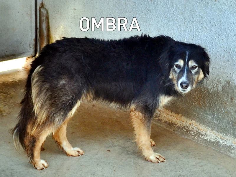OMBRA,  Mixed Breed for adoption at ACL ODV Roma