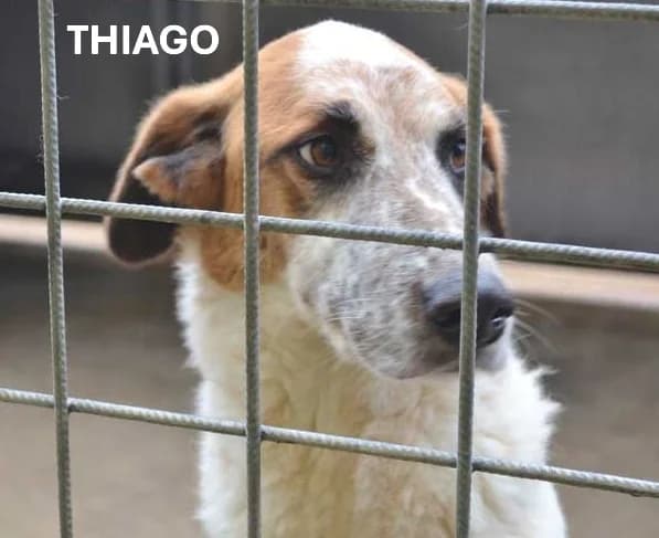 THIAGO,  Mixed Breed for adoption at ACL ODV Roma