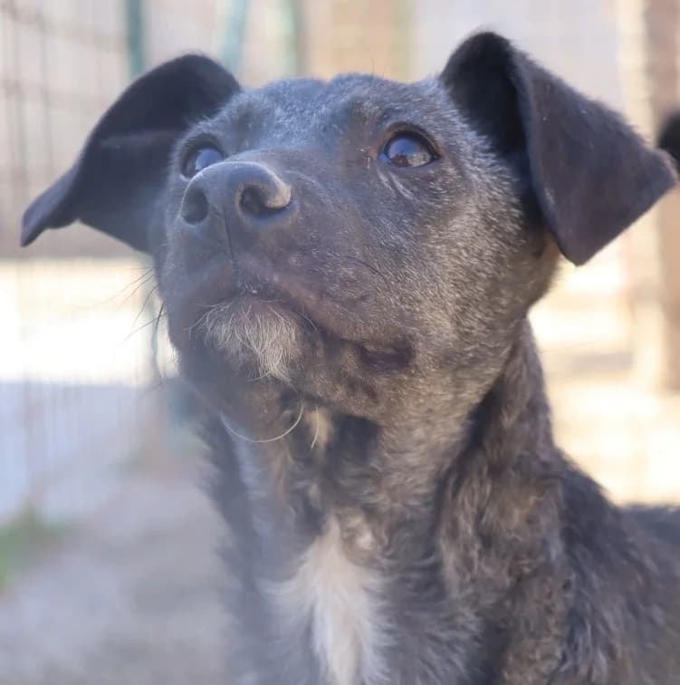 CLIO, Mixed Breed (Adottami col Cuore)