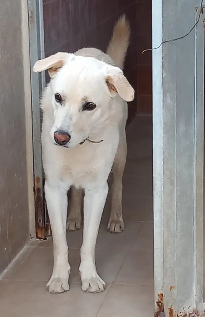 UGO, Mixed Breed (Adottami col Cuore)