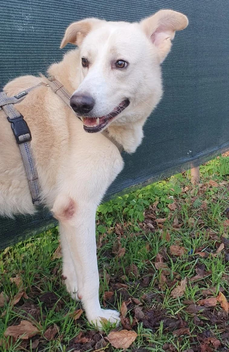 💗💗💗OLIVER, young Mixed Breed for adoption at Adottami col Cuore, Andria (BAT)