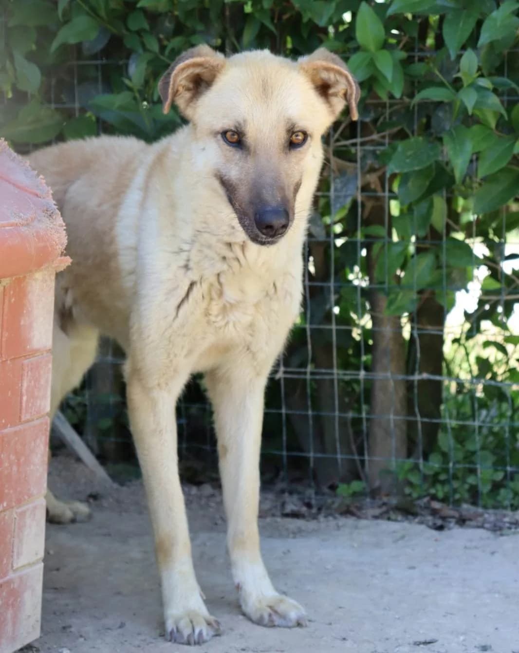 PAOLO, Mixed Breed (Adottami col Cuore)