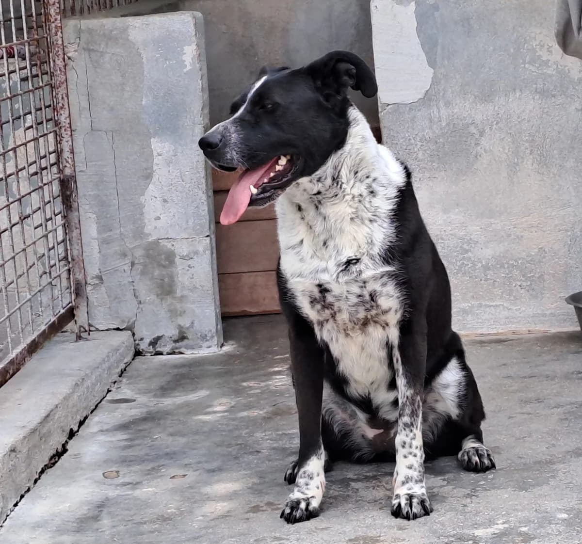 FENICE, Mixed Breed (Adottami col Cuore)