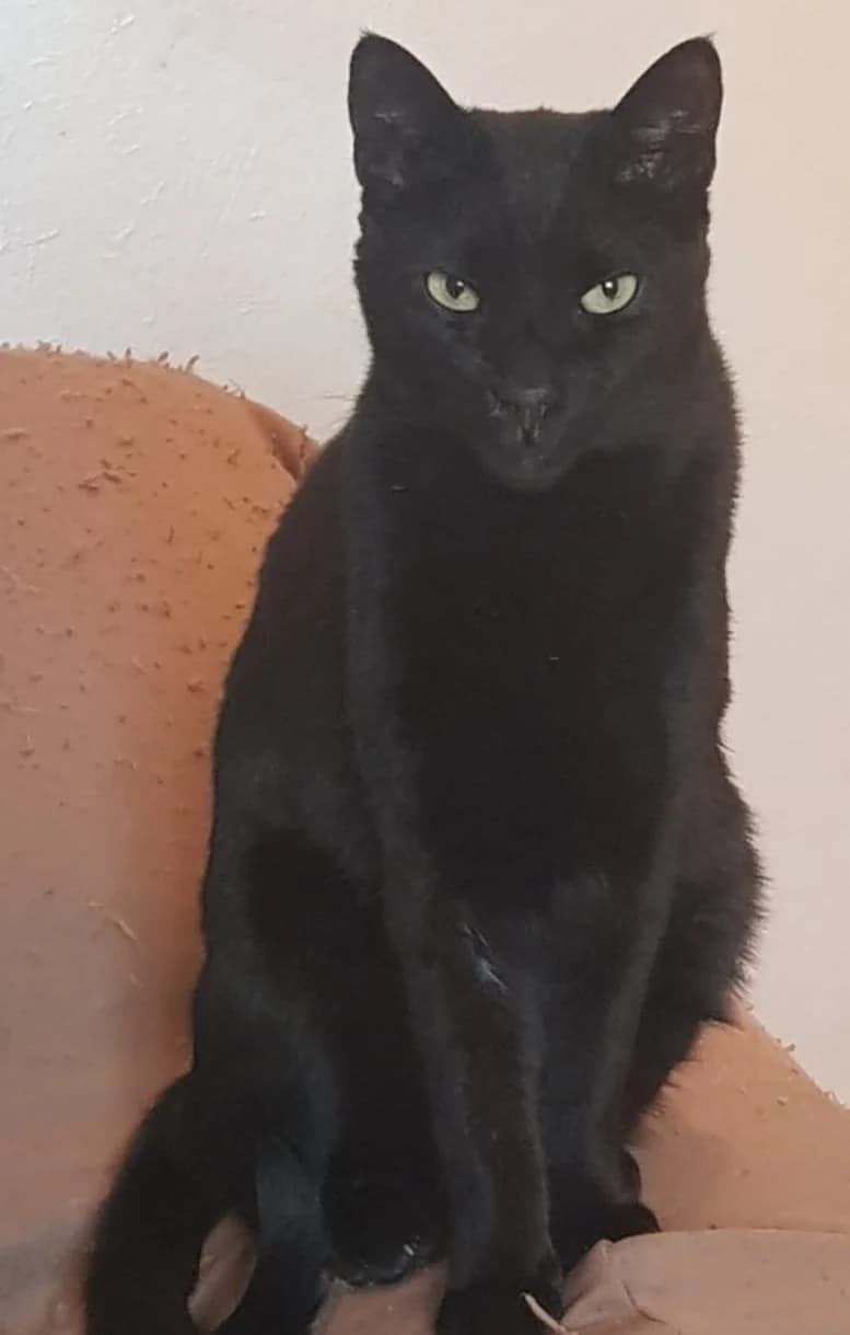🐈‍⬛🐈‍⬛🐈‍⬛GEI, 3yo Mixed Breed for adoption at Adottami col Cuore, Andria (BAT)