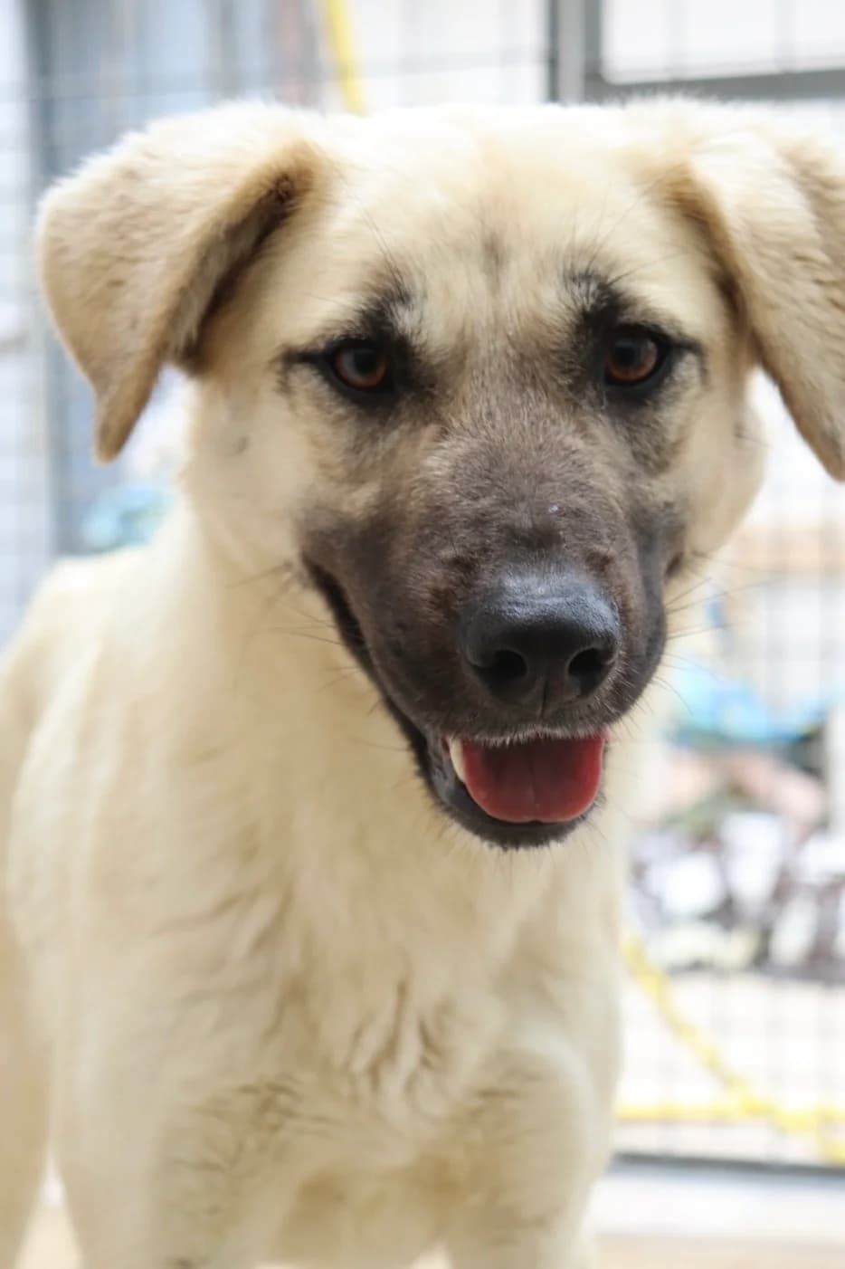 Paolina, puppy Mixed Breed for adoption at Adottami col Cuore, Andria (BAT)