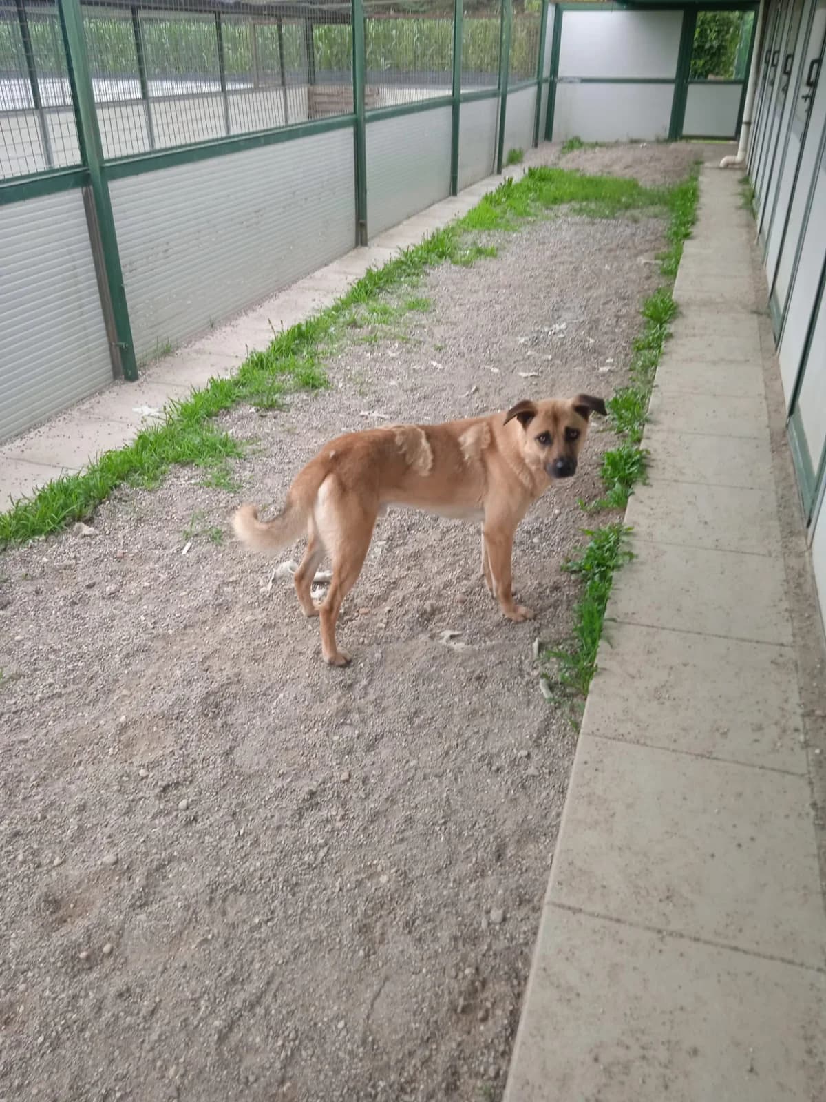 PAPERINO,  Mixed Breed for adoption at Adottami col Cuore, Andria (BAT)
