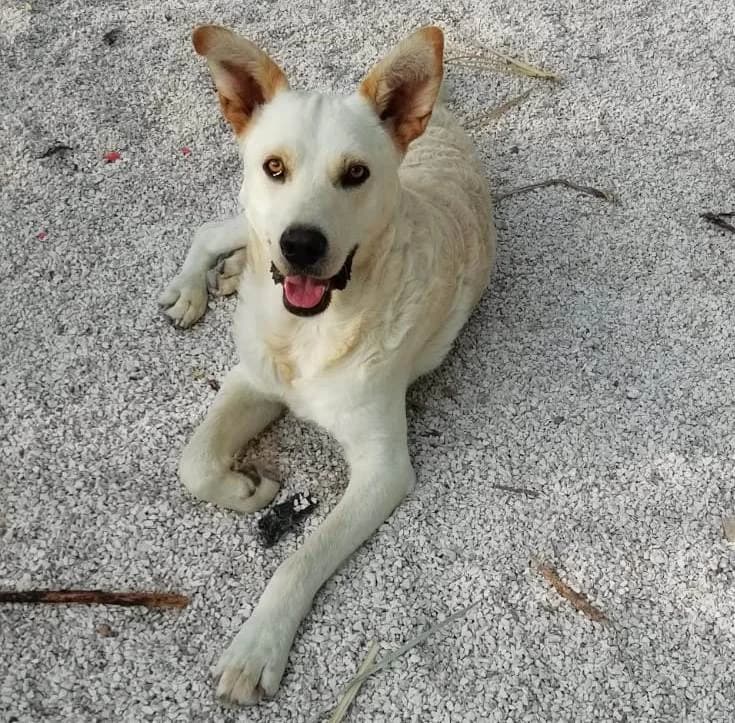 🐶Stupendo il nostro ROCKY!🐶 (a Como),  7yo Mixed Breed for adoption at Adottami col Cuore, Andria (BAT)