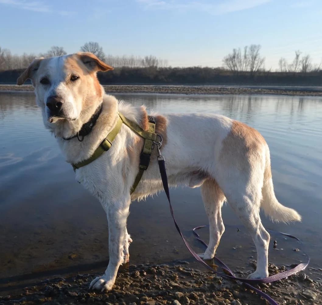 TOBY, Mixed Breed (Adottami col Cuore)