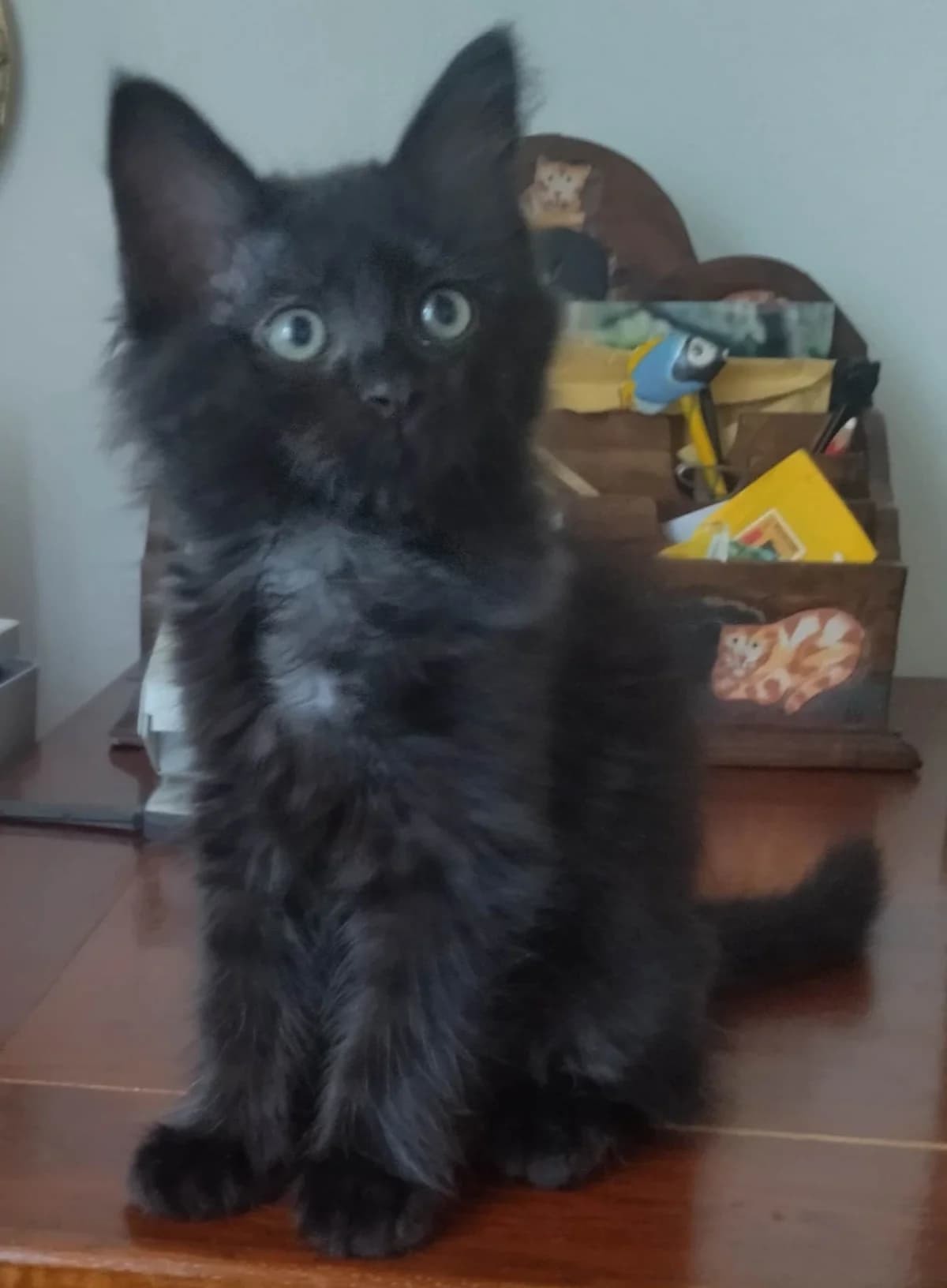 Atos, male Mixed Breed for adoption at Agenzia Piazza Gatti
