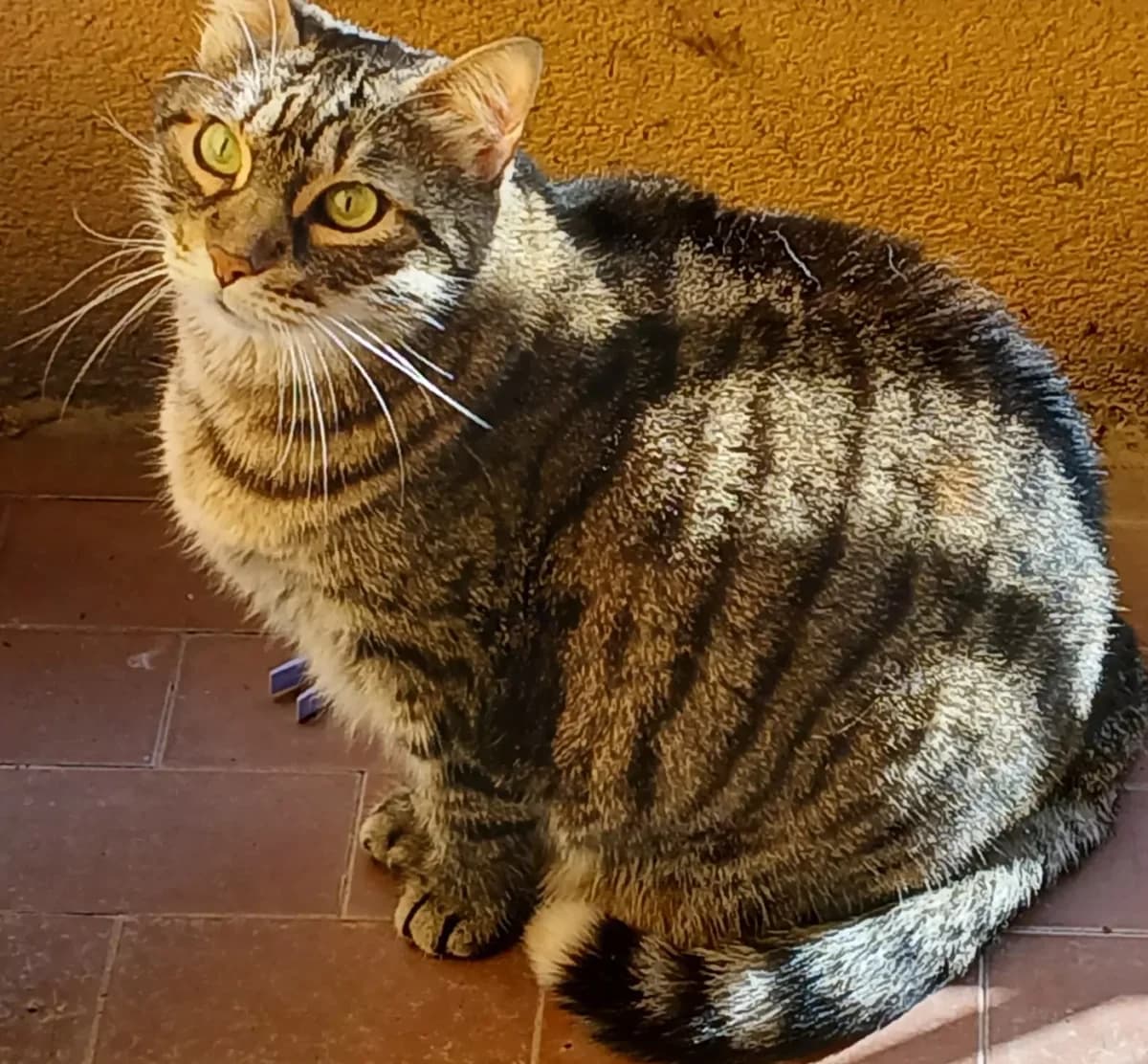 Gilda,  senior Mixed Breed for adoption at Agenzia Piazza Gatti