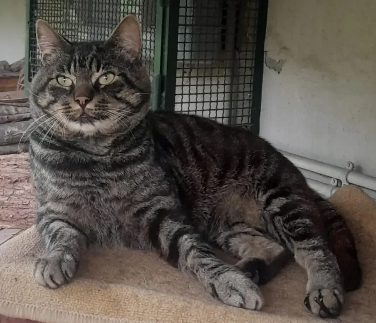 Honey, male 3yo Mixed Breed for adoption at Agenzia Piazza Gatti