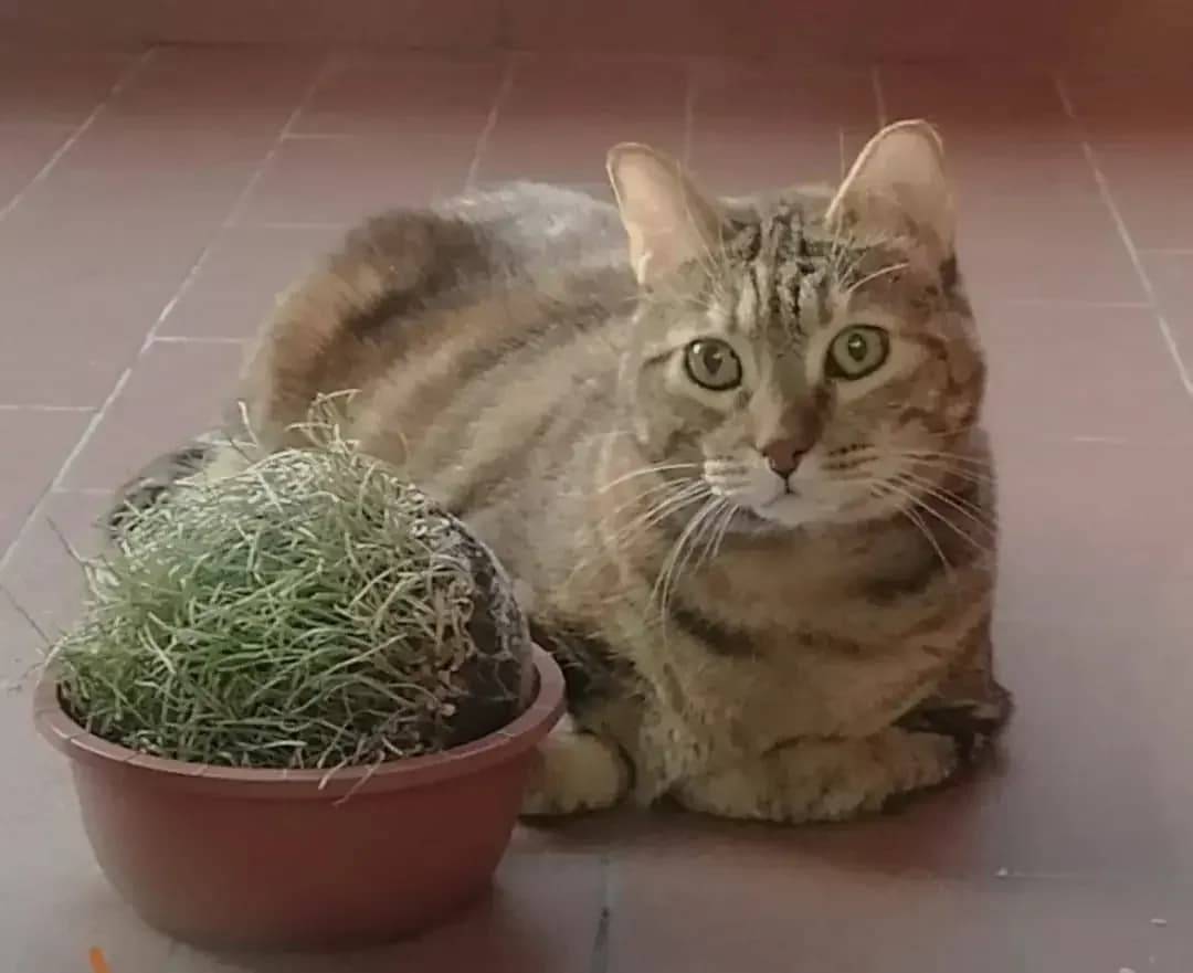 Ketty, female senior Mixed Breed for adoption at Agenzia Piazza Gatti