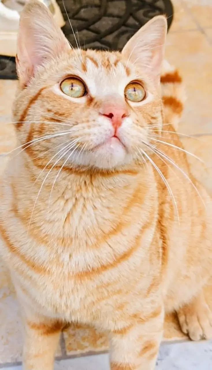 Lello, male Mixed Breed for adoption at Agenzia Piazza Gatti