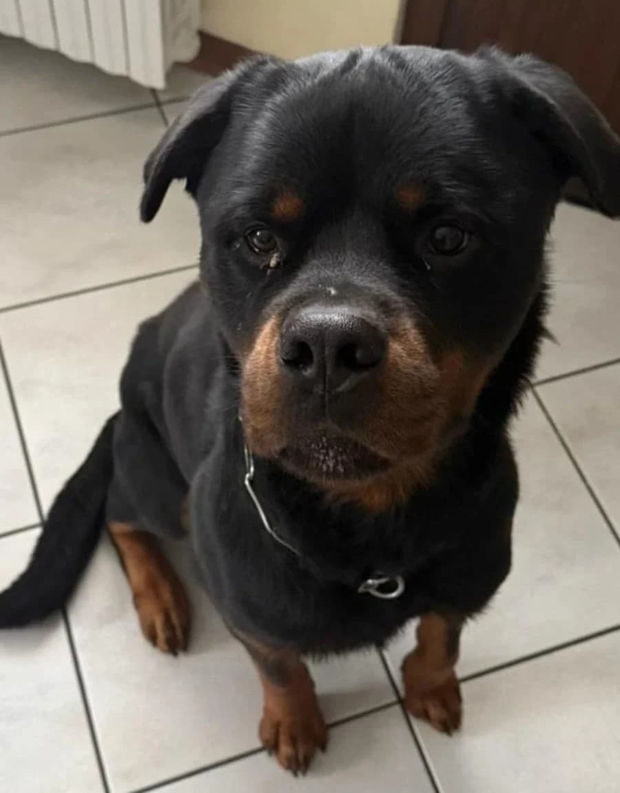 Nero,  6yo Mixed Breed for adoption at Agenzia Piazza Gatti