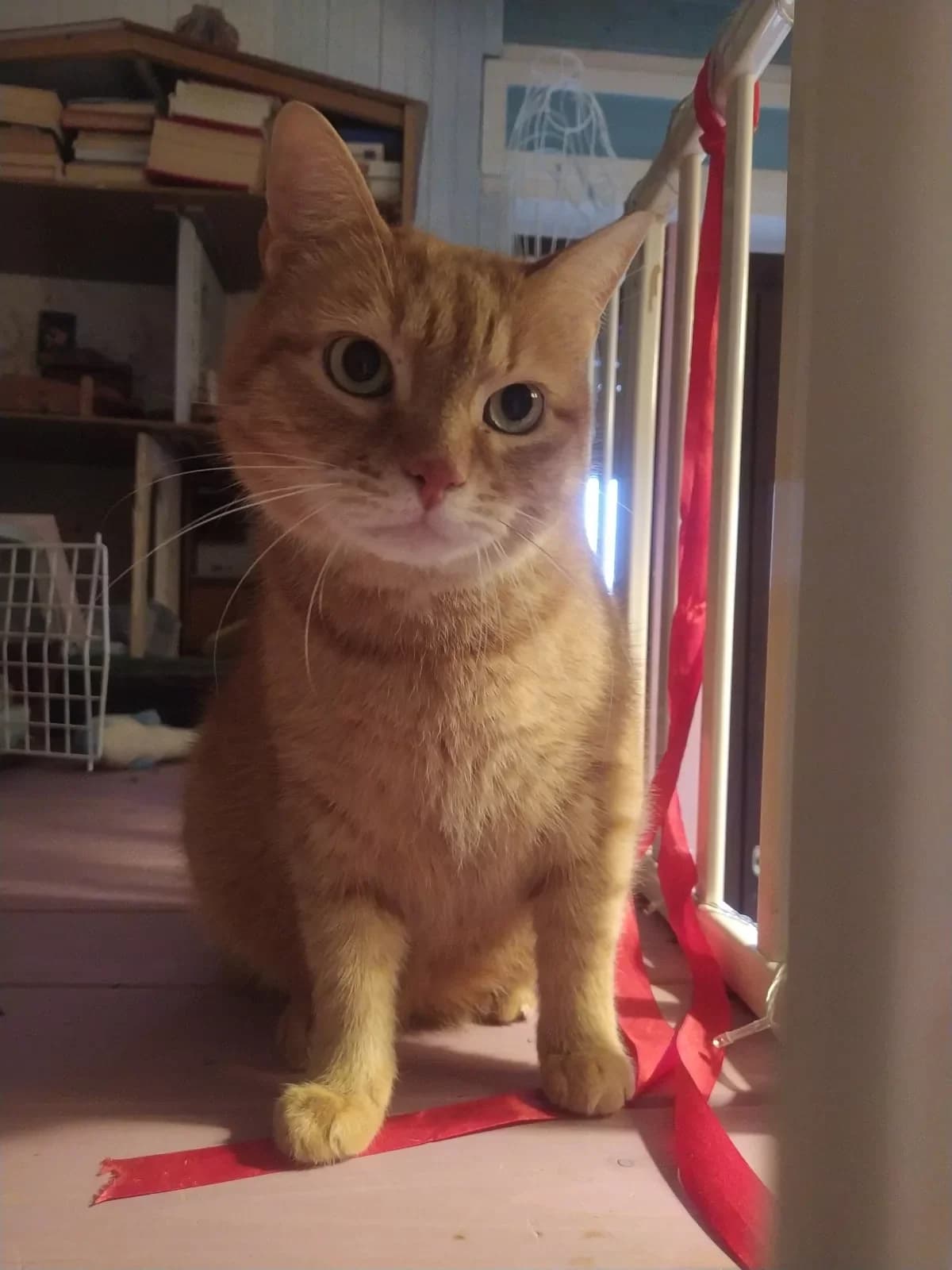 Wafer,  6yo Mixed Breed for adoption at Agenzia Piazza Gatti