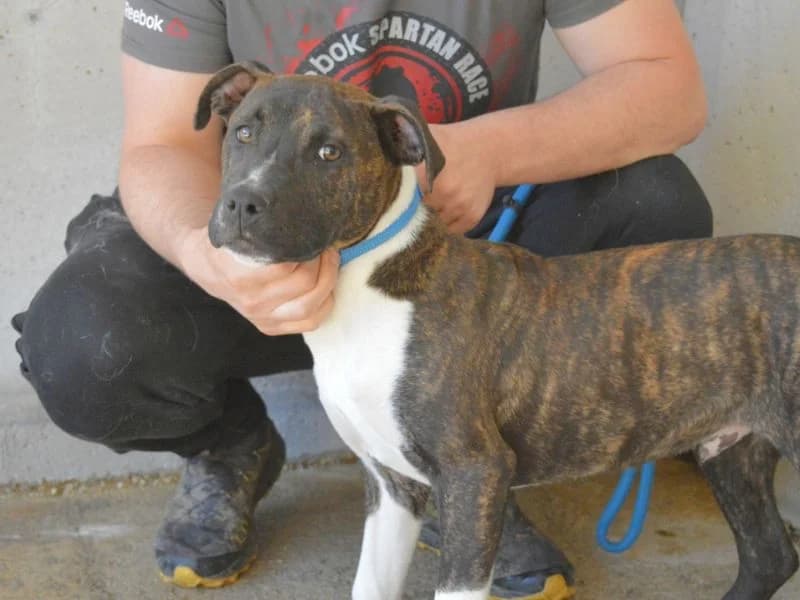 Aiko,  young mixed breed for adoption at Associazione ALFA, Roma