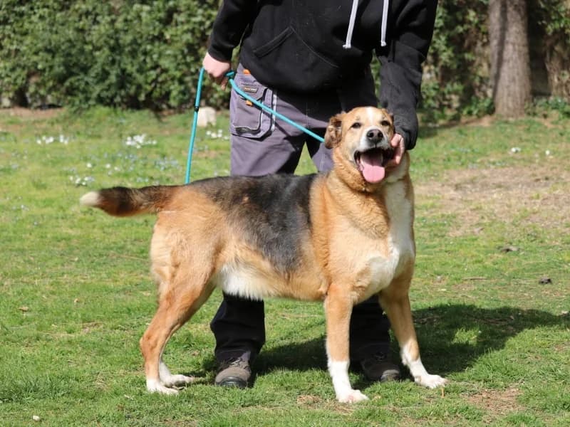 Andrea,  senior mixed breed for adoption at Associazione ALFA, Roma