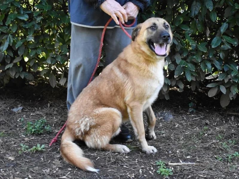 Anthaniel,  young mixed breed for adoption at Associazione ALFA, Roma