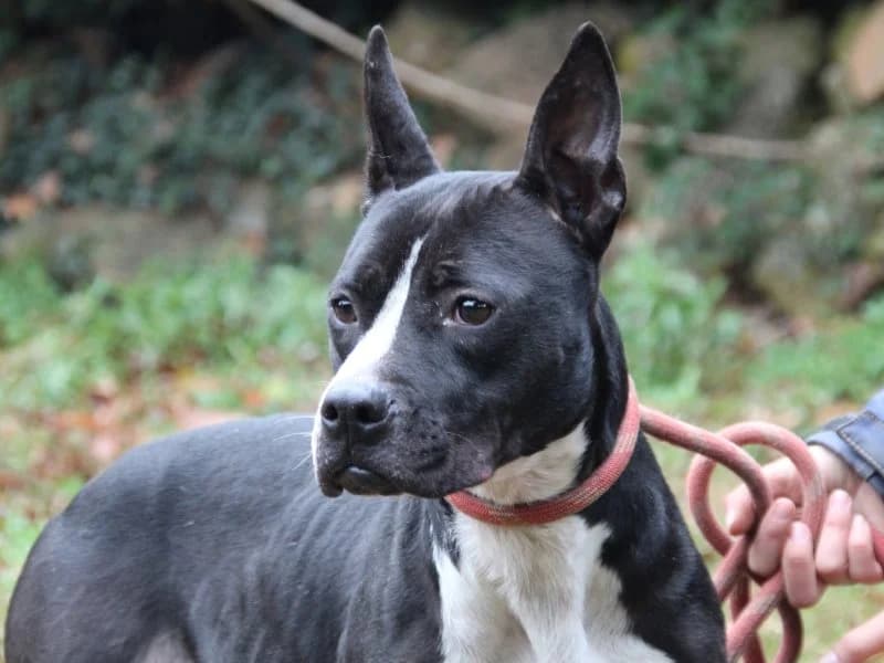 Aretusa, male 7yo mixed breed for adoption at Associazione ALFA, Roma