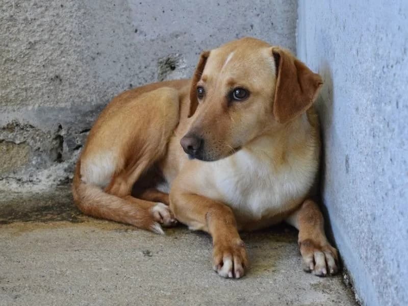 Bendix, senior mixed breed for adoption at Associazione ALFA, Roma