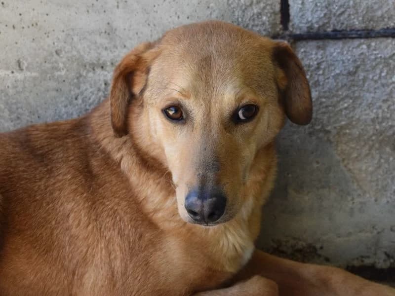 Benno, senior mixed breed for adoption at Associazione ALFA, Roma