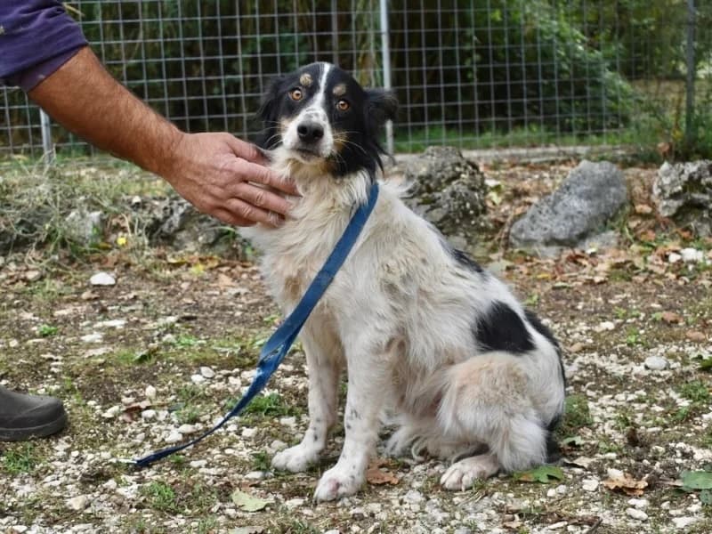 Collin, 6yo mixed breed for adoption at Associazione ALFA, Roma
