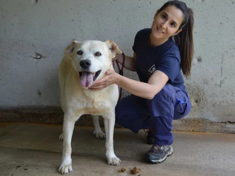Daffyd, senior mixed breed for adoption at Associazione ALFA, Roma