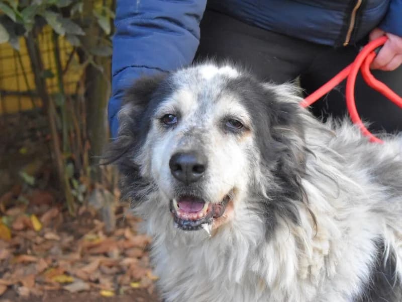 Daiana, mixed breed for adoption at Associazione ALFA, Roma