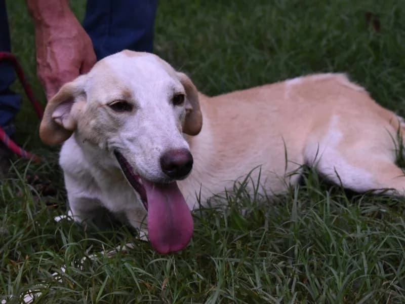 Darcyline, 4yo mixed breed for adoption at Associazione ALFA, Roma