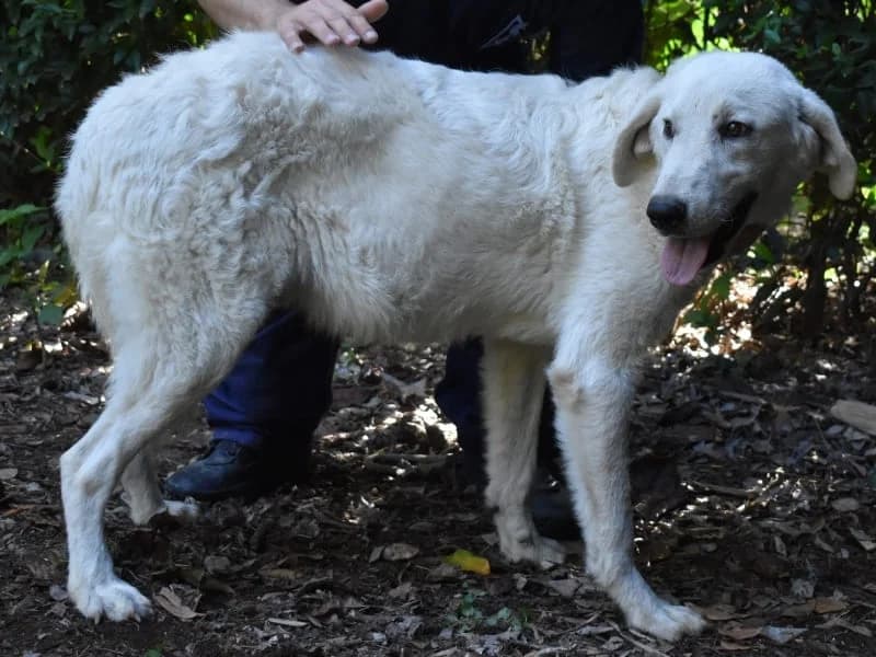Dayton,  4yo mixed breed for adoption at Associazione ALFA, Roma