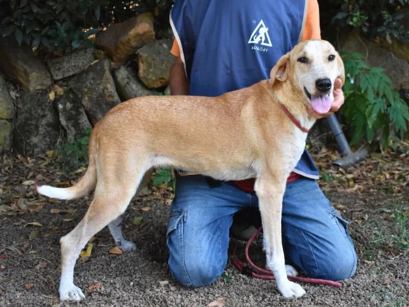 Denisse, 4yo mixed breed for adoption at Associazione ALFA, Roma