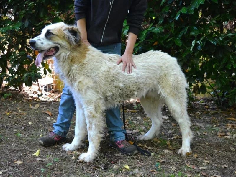 Draco,  young mixed breed for adoption at Associazione ALFA, Roma
