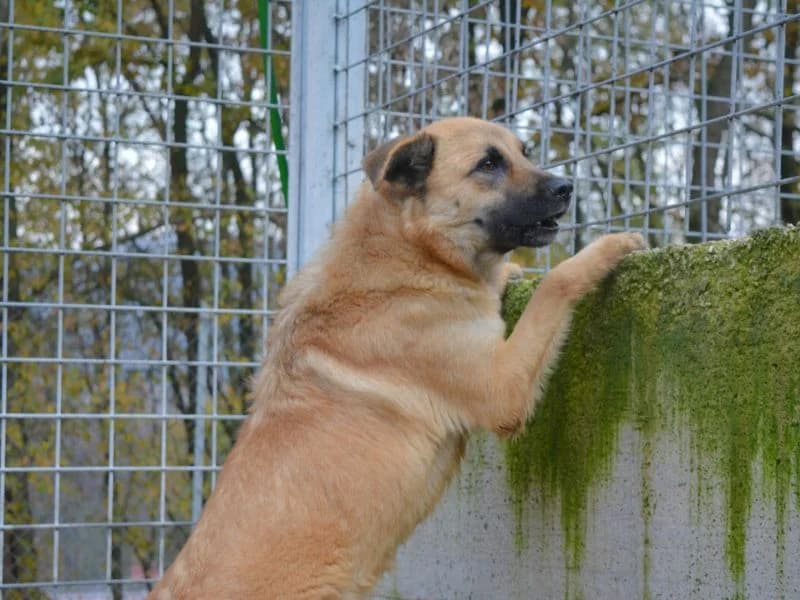 Edesio, 4yo mixed breed for adoption at Associazione ALFA, Roma