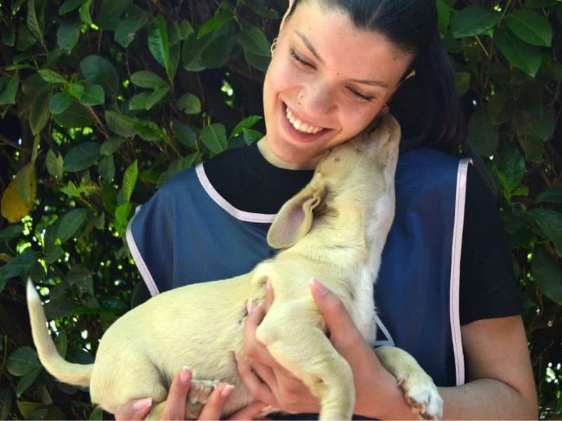 Ereos,  puppy mixed breed for adoption at Associazione ALFA, Roma