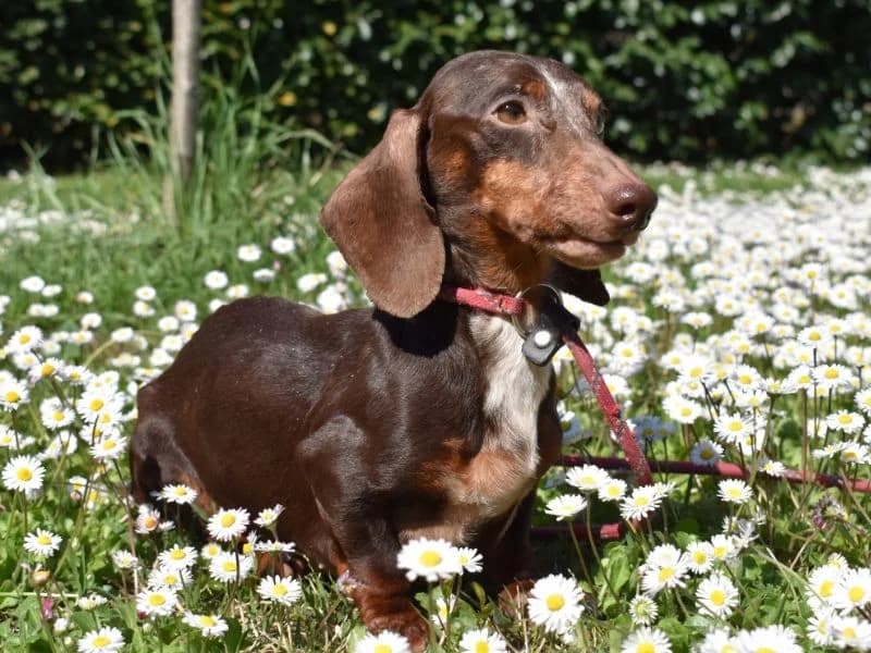 Flauto,  mixed breed for adoption at Associazione ALFA, Roma