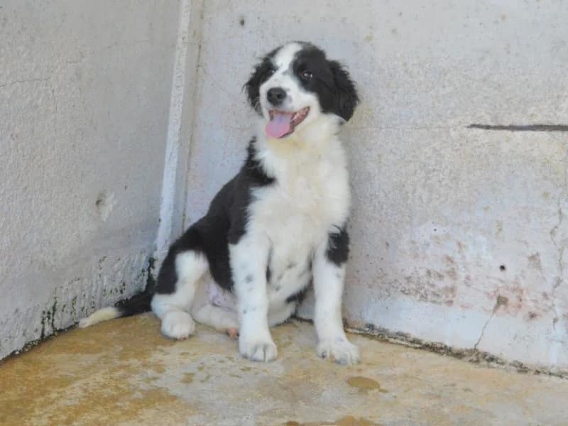 Fumilla,  puppy mixed breed for adoption at Associazione ALFA, Roma