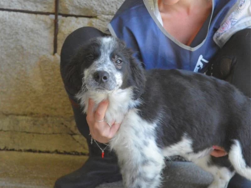 Furlo,  puppy mixed breed for adoption at Associazione ALFA, Roma