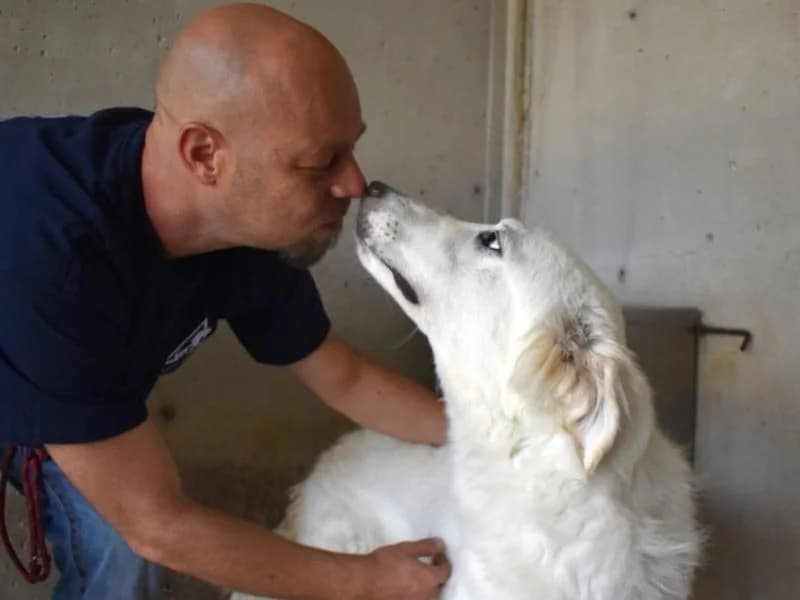 Hadrianus,  4yo mixed breed for adoption at Associazione ALFA, Roma