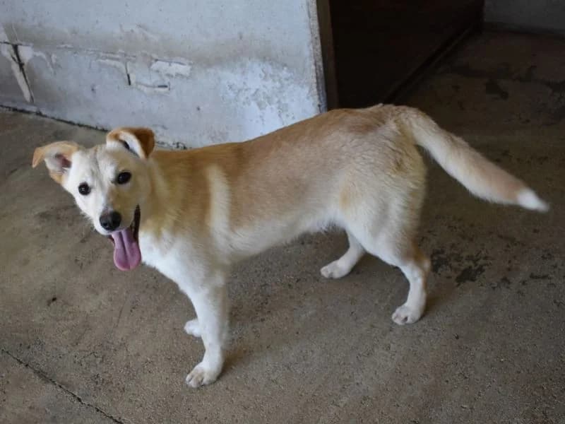 Halys,  young mixed breed for adoption at Associazione ALFA, Roma