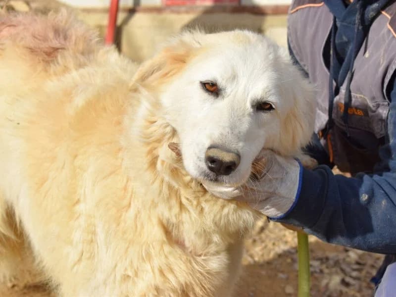 Hannele, 5yo mixed breed for adoption at Associazione ALFA, Roma