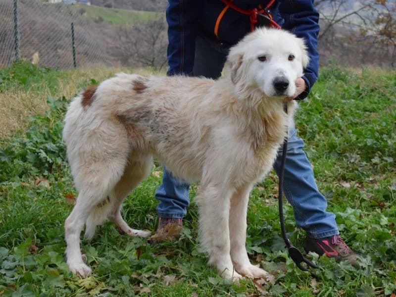 Harlequin, 4yo mixed breed for adoption at Associazione ALFA, Roma