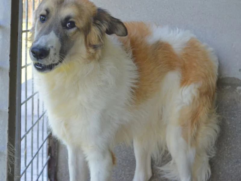 Heraclio, 6yo mixed breed for adoption at Associazione ALFA, Roma