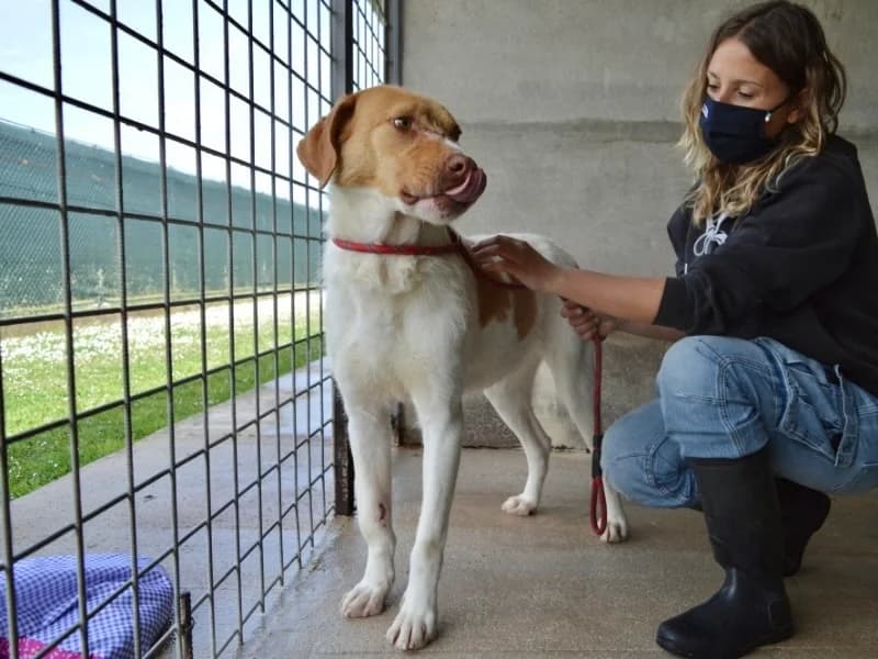 Jamison,  senior mixed breed for adoption at Associazione ALFA, Roma