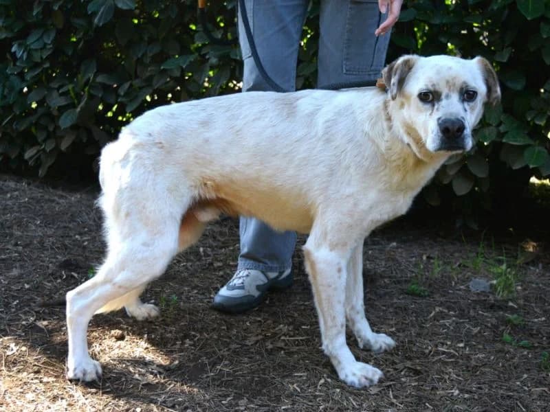 Jedd,  7yo mixed breed for adoption at Associazione ALFA, Roma